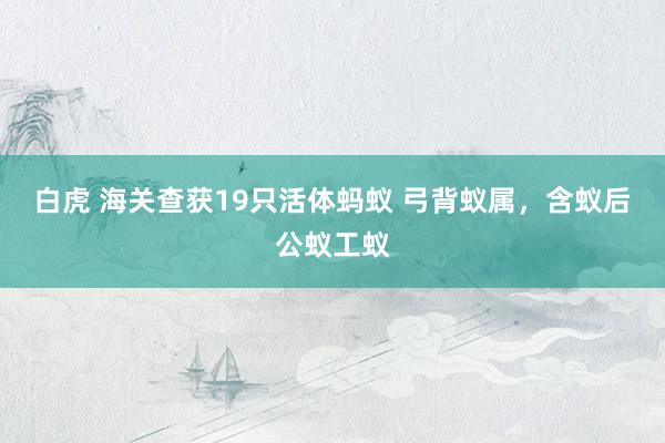 白虎 海关查获19只活体蚂蚁 弓背蚁属，含蚁后公蚁工蚁